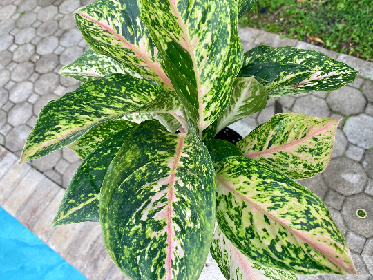 Aglaonema Two-Tone, 6