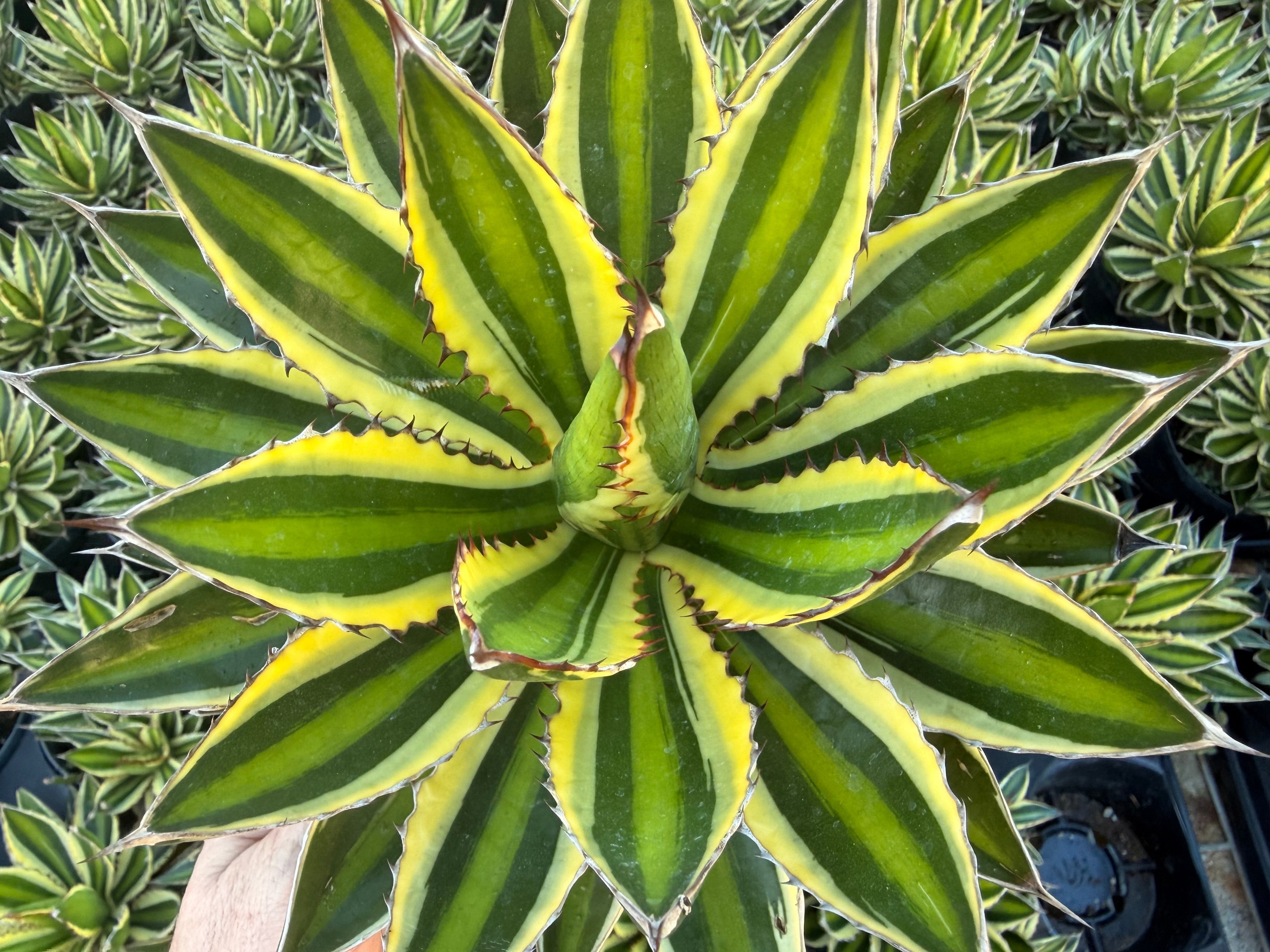 Agave, Mangave, Aloe, Succulents