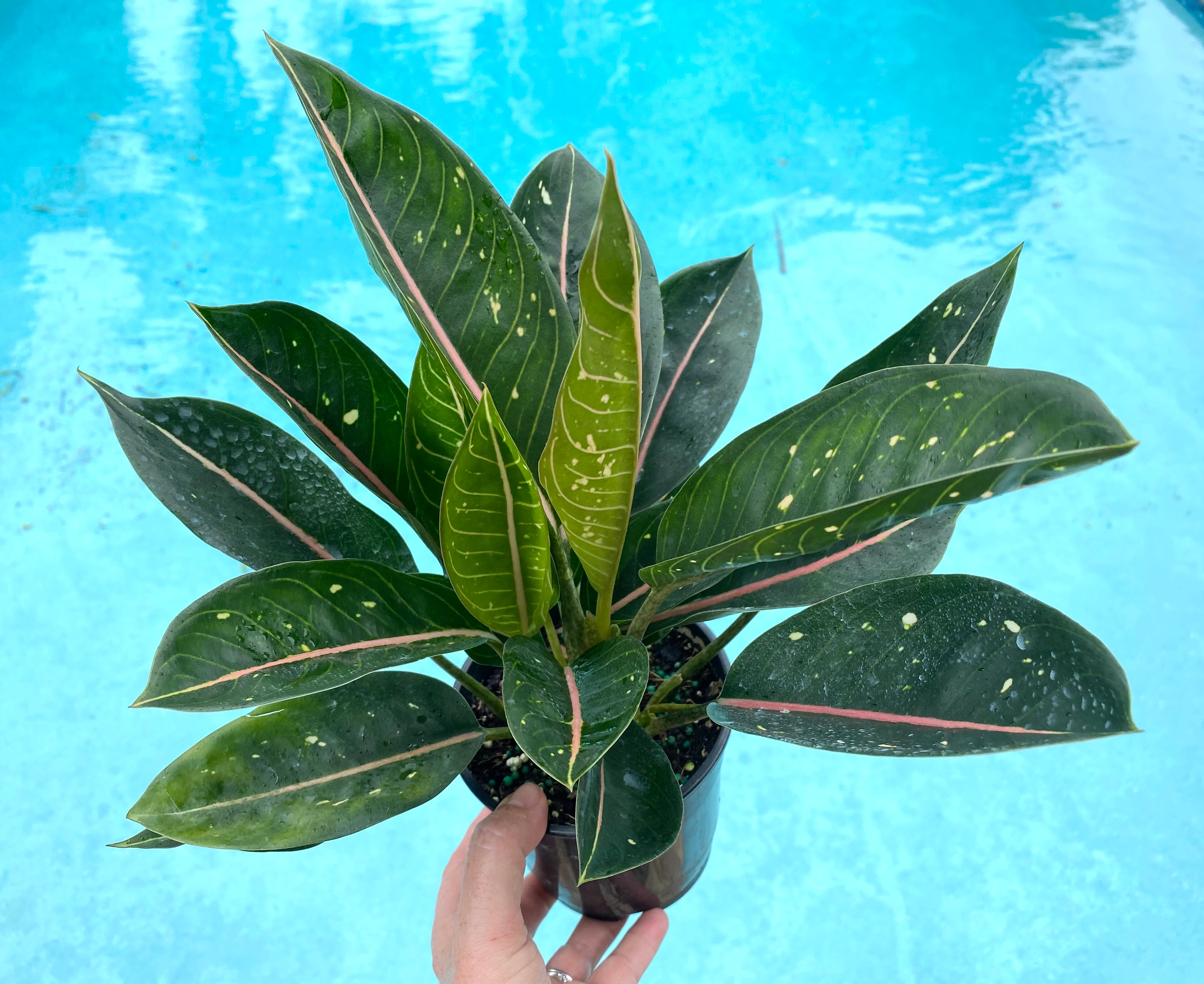 Aglaonema