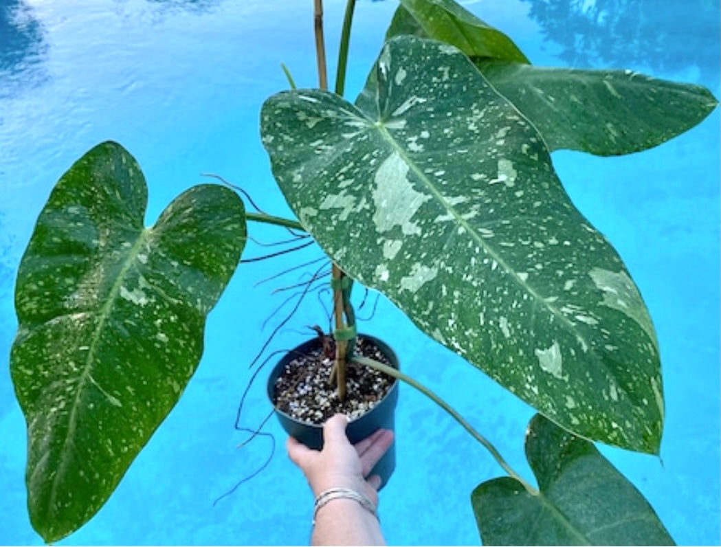 Philodendron & Monstera