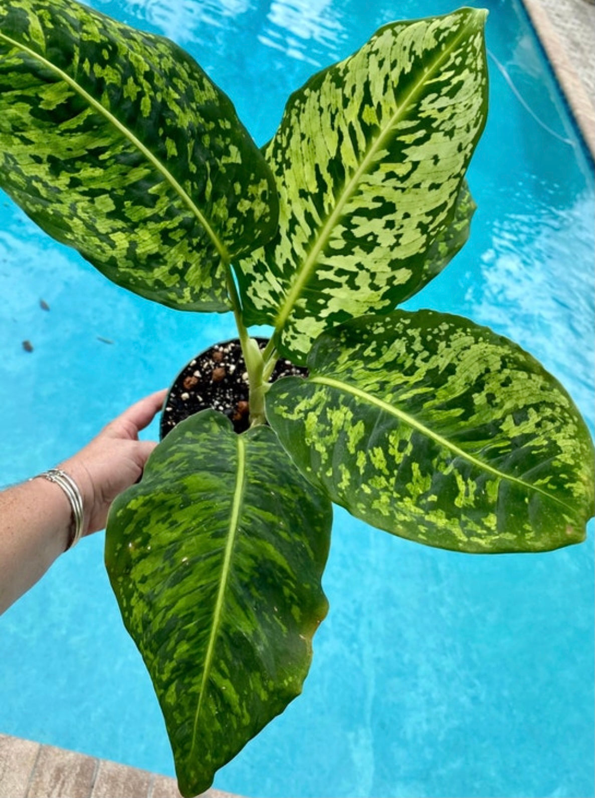 Dieffenbachia