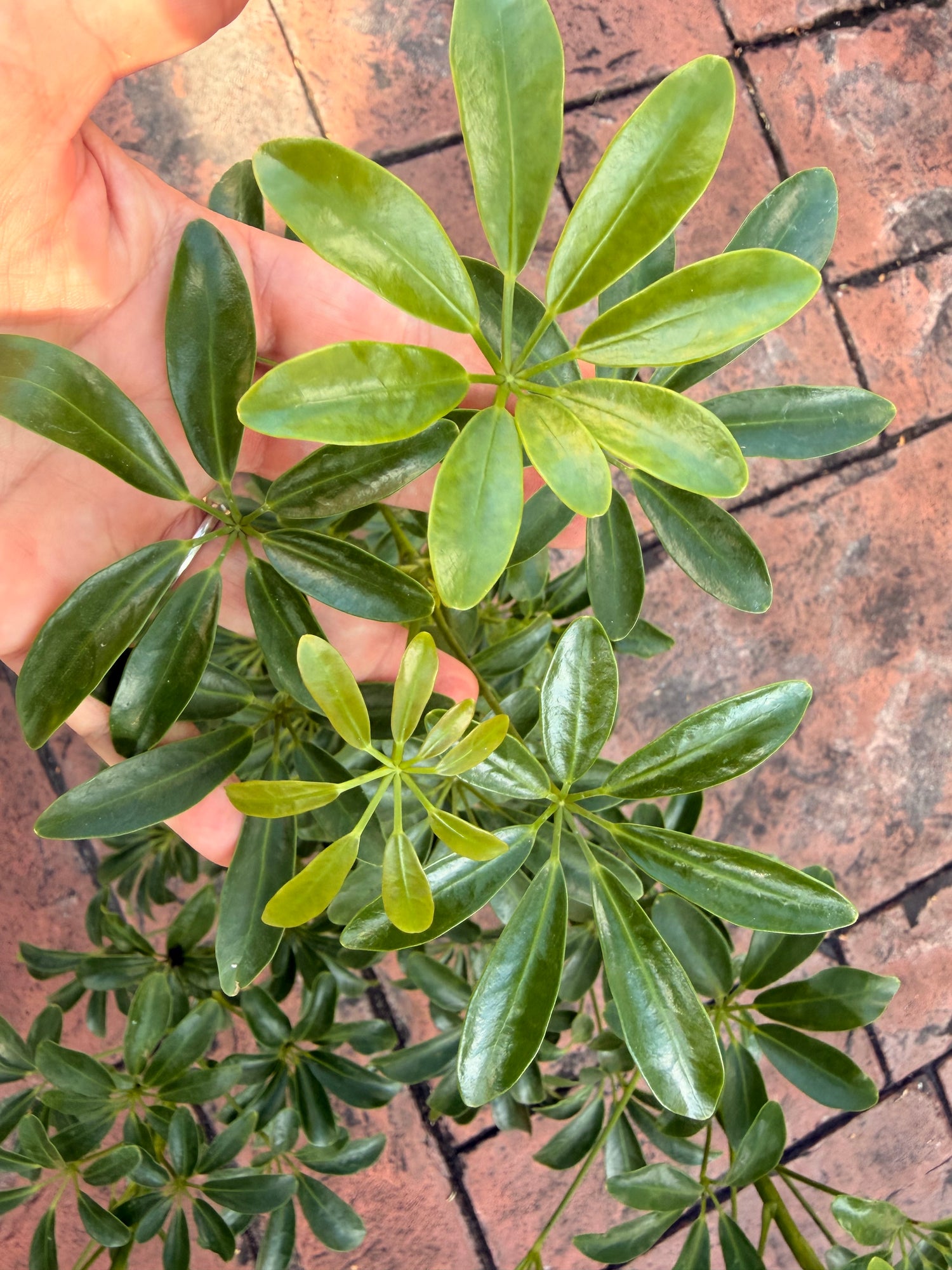 Schlefflera arboricola Dwarf, 6” pot