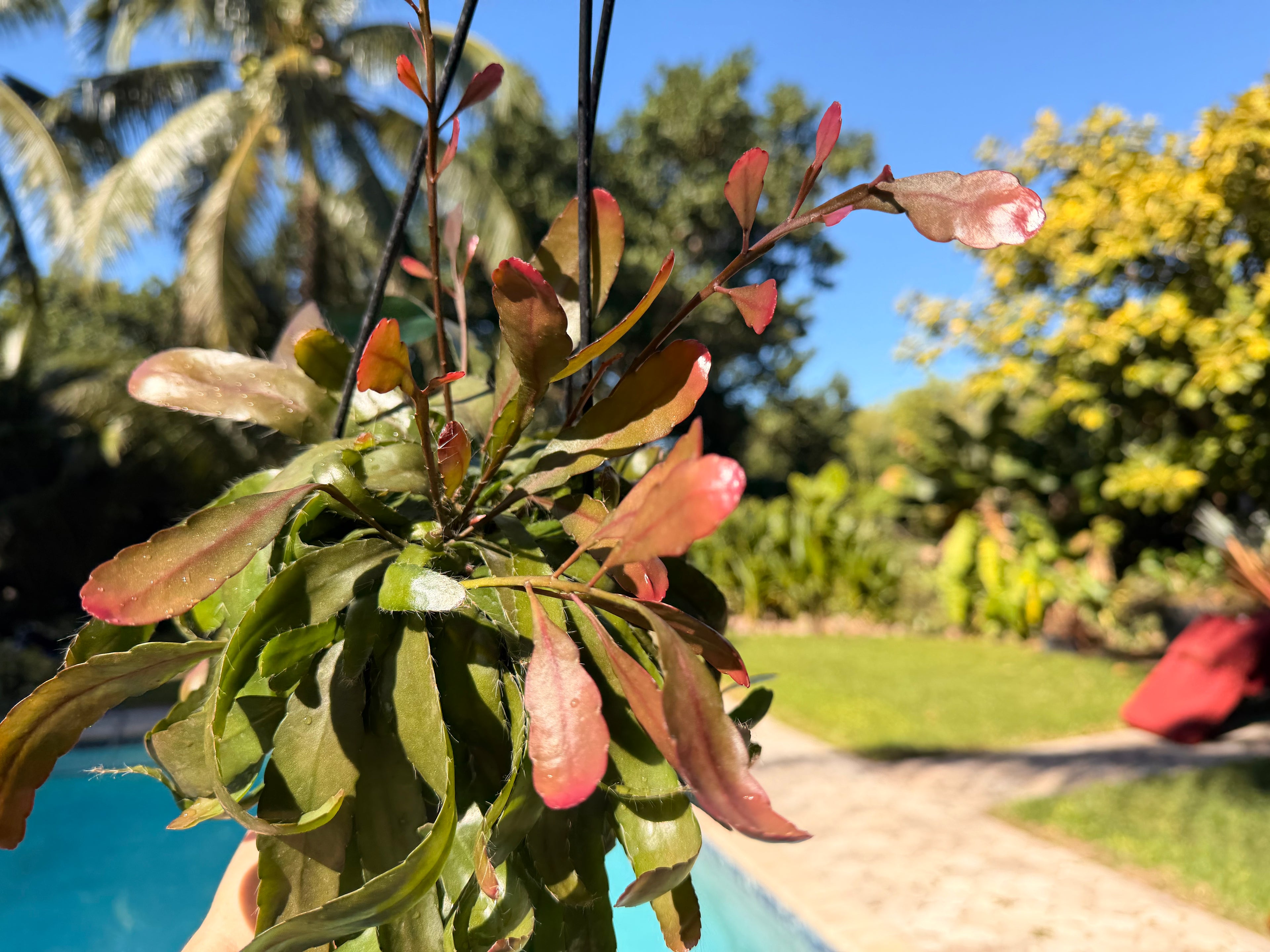 Rhipsalis Ramulosa, 5” pot