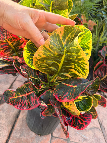 Round Leaf Croton, Thai hybrid, 10” pot - Full