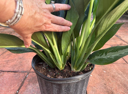 Aglaonema Stiletto, 10” pot