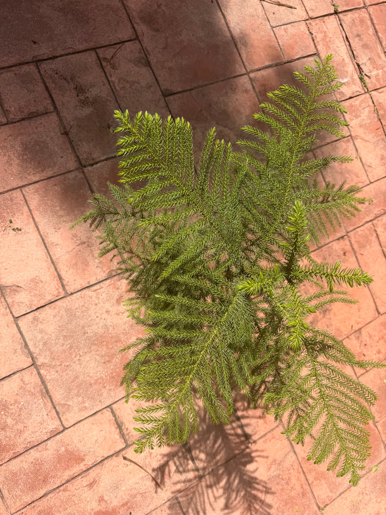 Norfolk Island Pine, 1 g pot