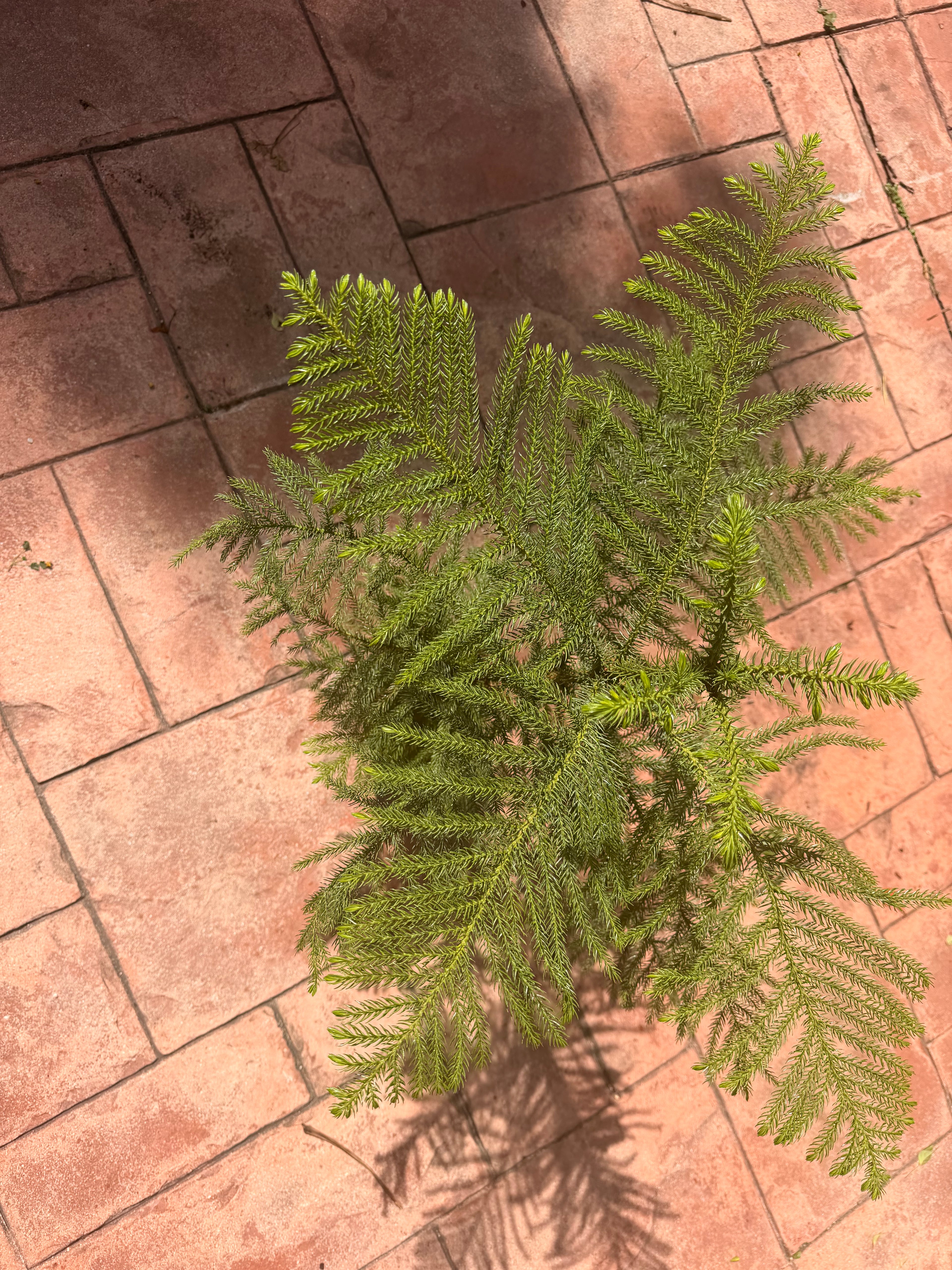 Norfolk Island Pine, 1 g pot