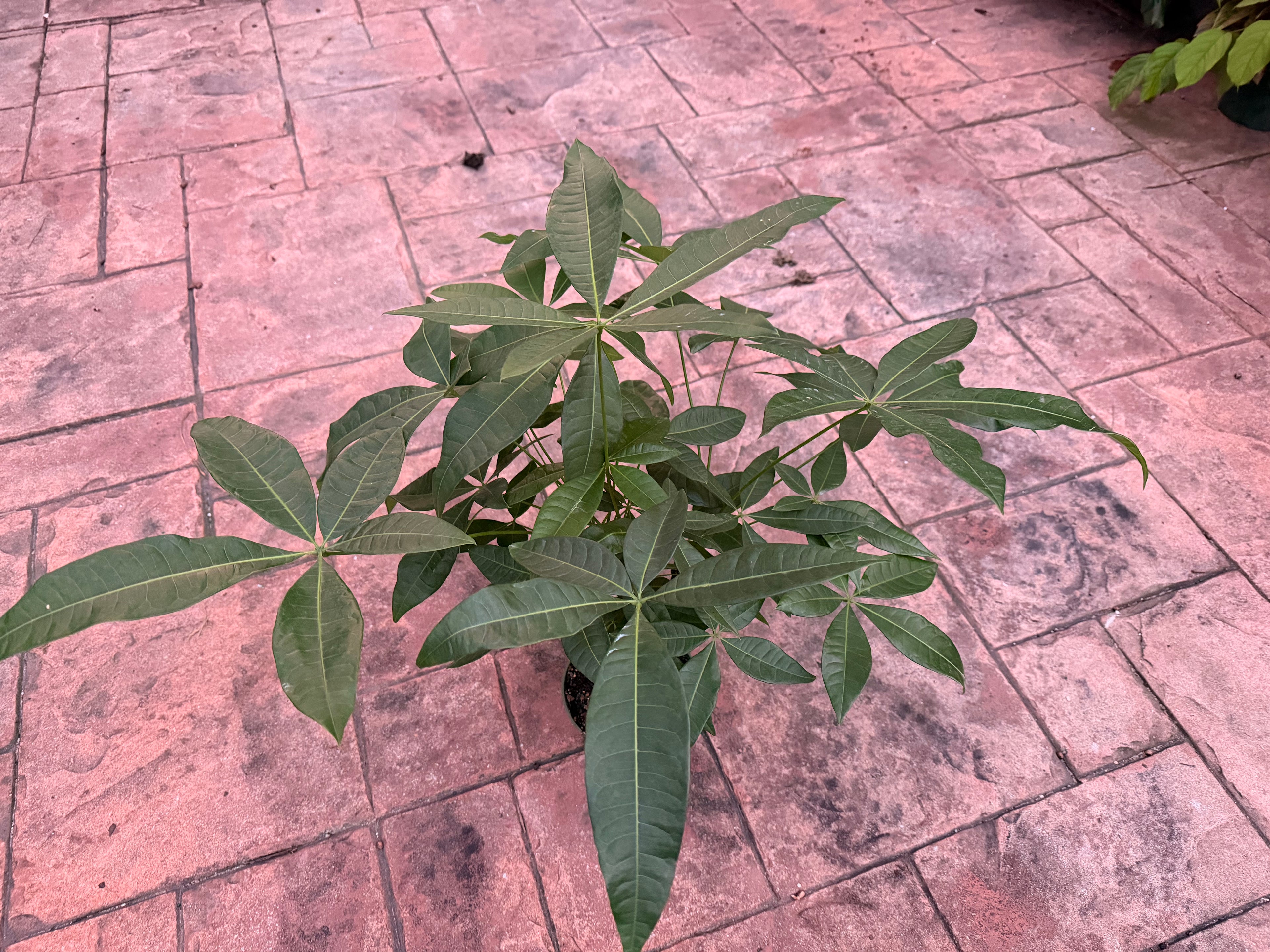 Money tree, Jumbo braid, 6” pot