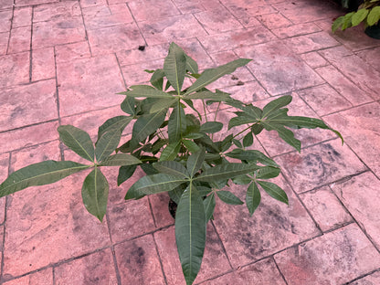 Money tree, Jumbo braid, 6” pot