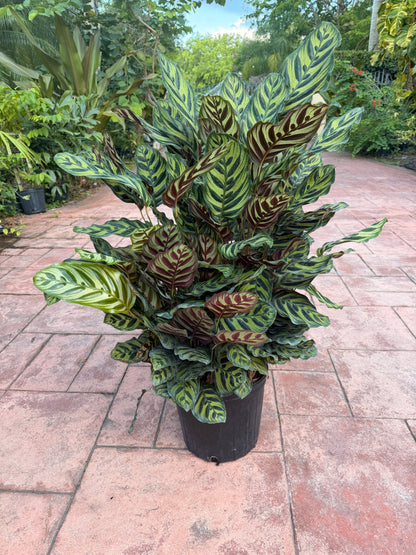 Calathea Makyoana, 10” pot