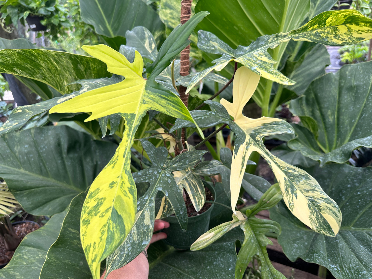 philodendron beauty green Variegated Philodendron Florida Beauty, 6” pot