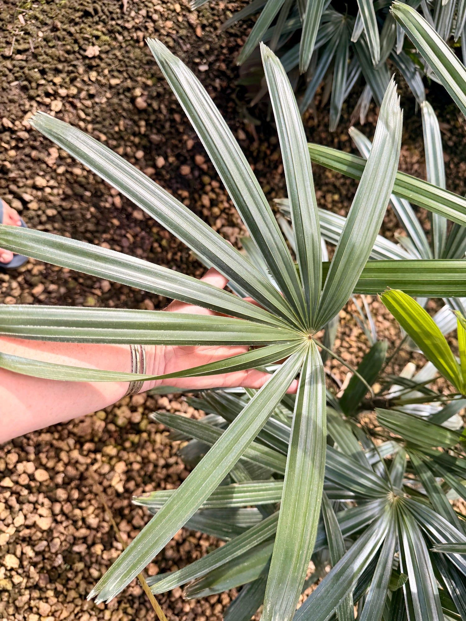 Rhapis palm, 10” pot - Lady palm