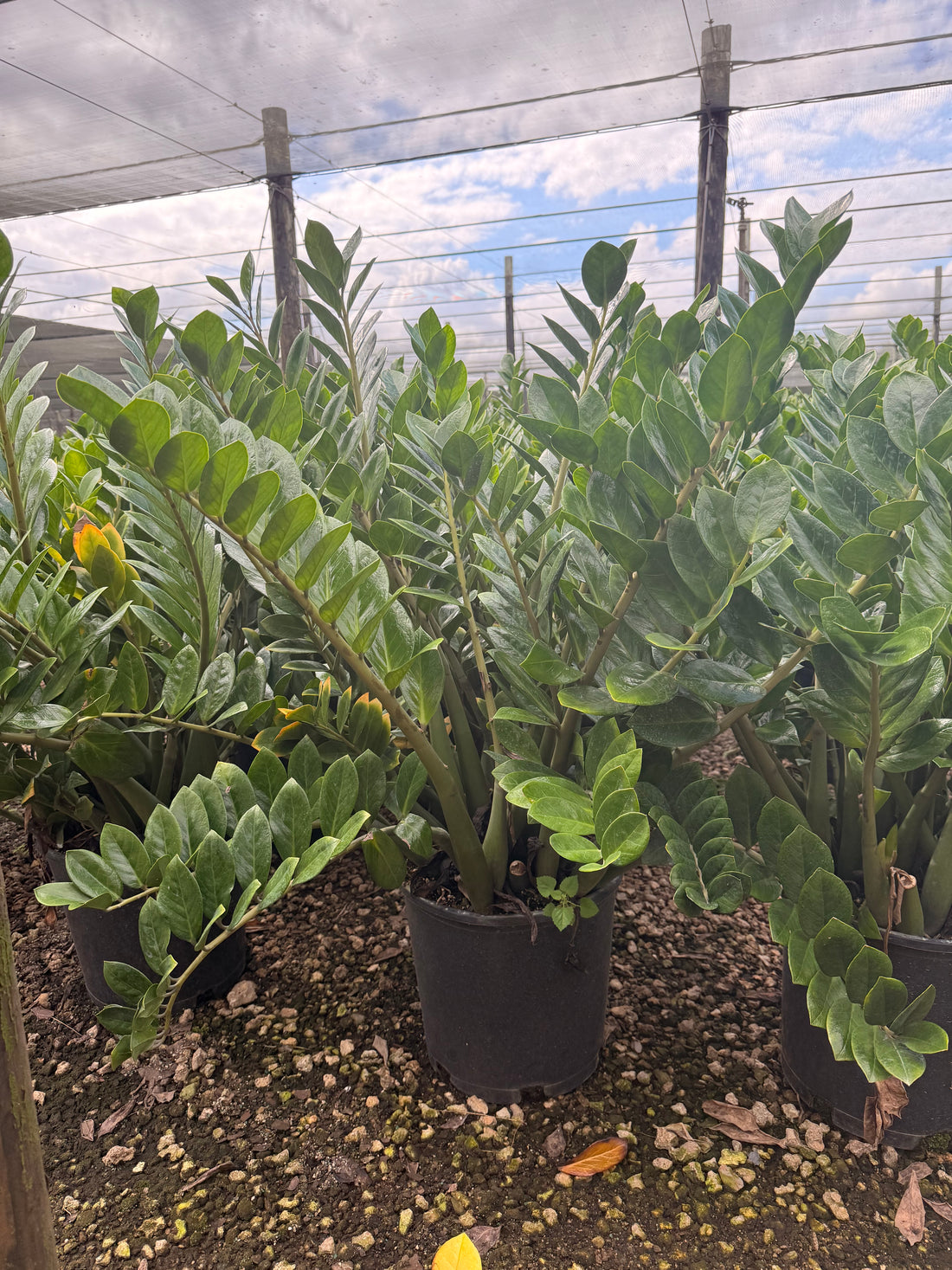 ZZ plant, Zamioculcas Zamiifolia, 14” pot