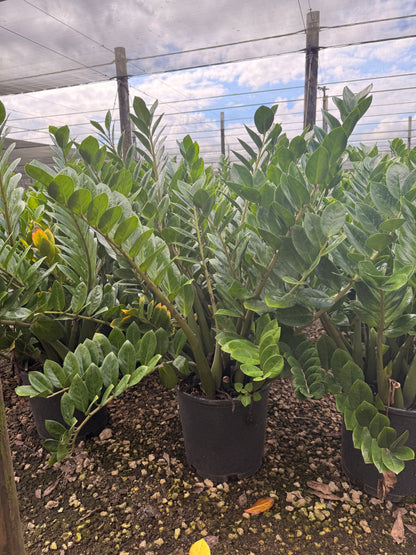 ZZ plant, Zamioculcas Zamiifolia, 14” pot
