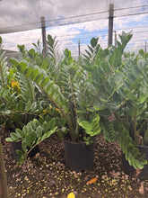 Load image into Gallery viewer, ZZ plant, Zamioculcas Zamiifolia, 14” pot