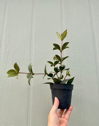 Peperomia Stilt, 4” pot