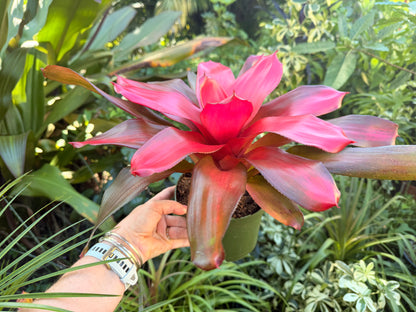 Neoregelia Maria, 6” pot