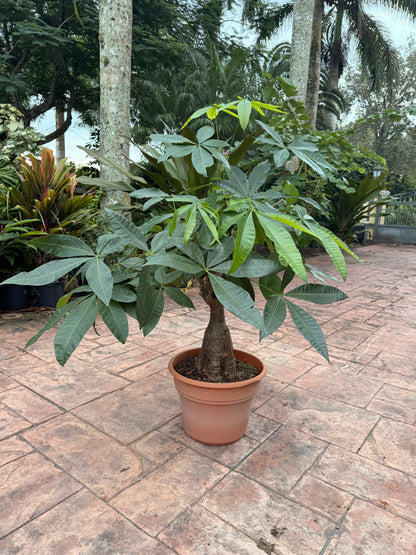 Money tree, thick short trunk, 14” pot