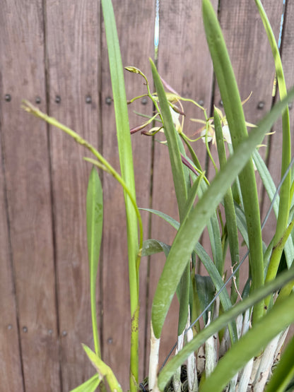 Brassavola nodosa in Thai orchid pot