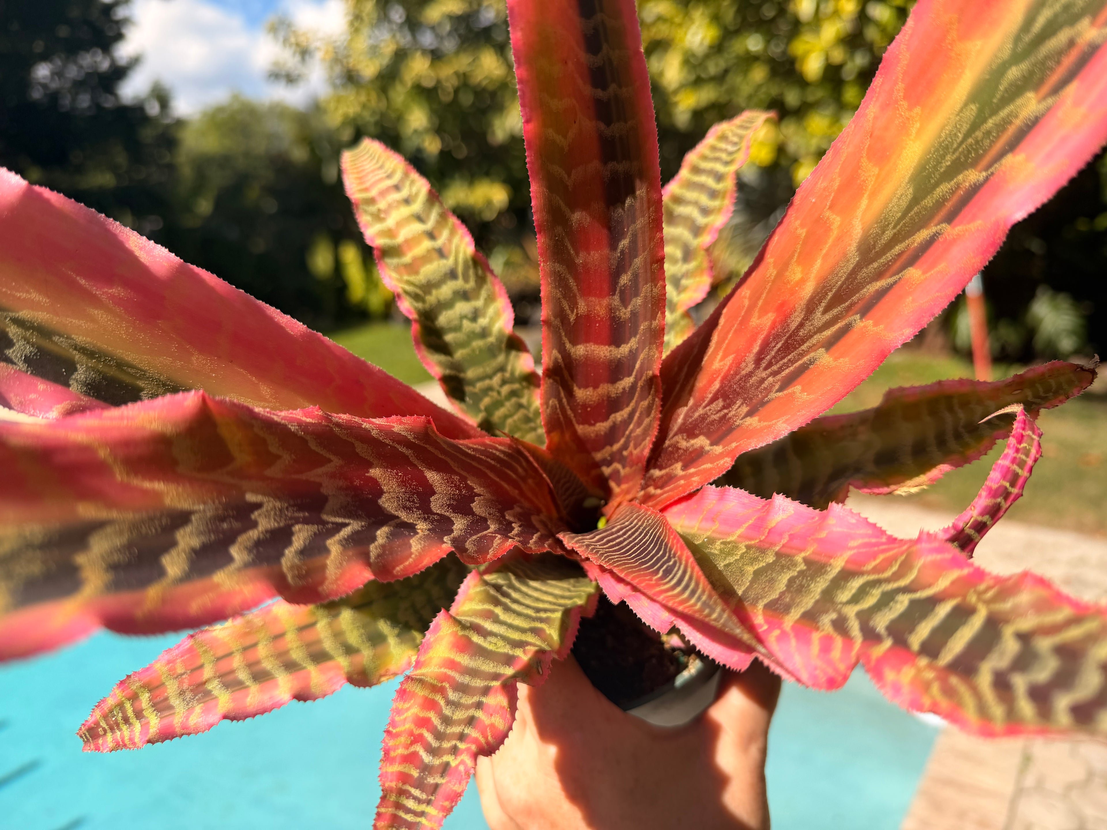 Cryptanthus Elaine, 5” pot