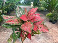 Load image into Gallery viewer, Aglaonema Anayamanee, 6” pot