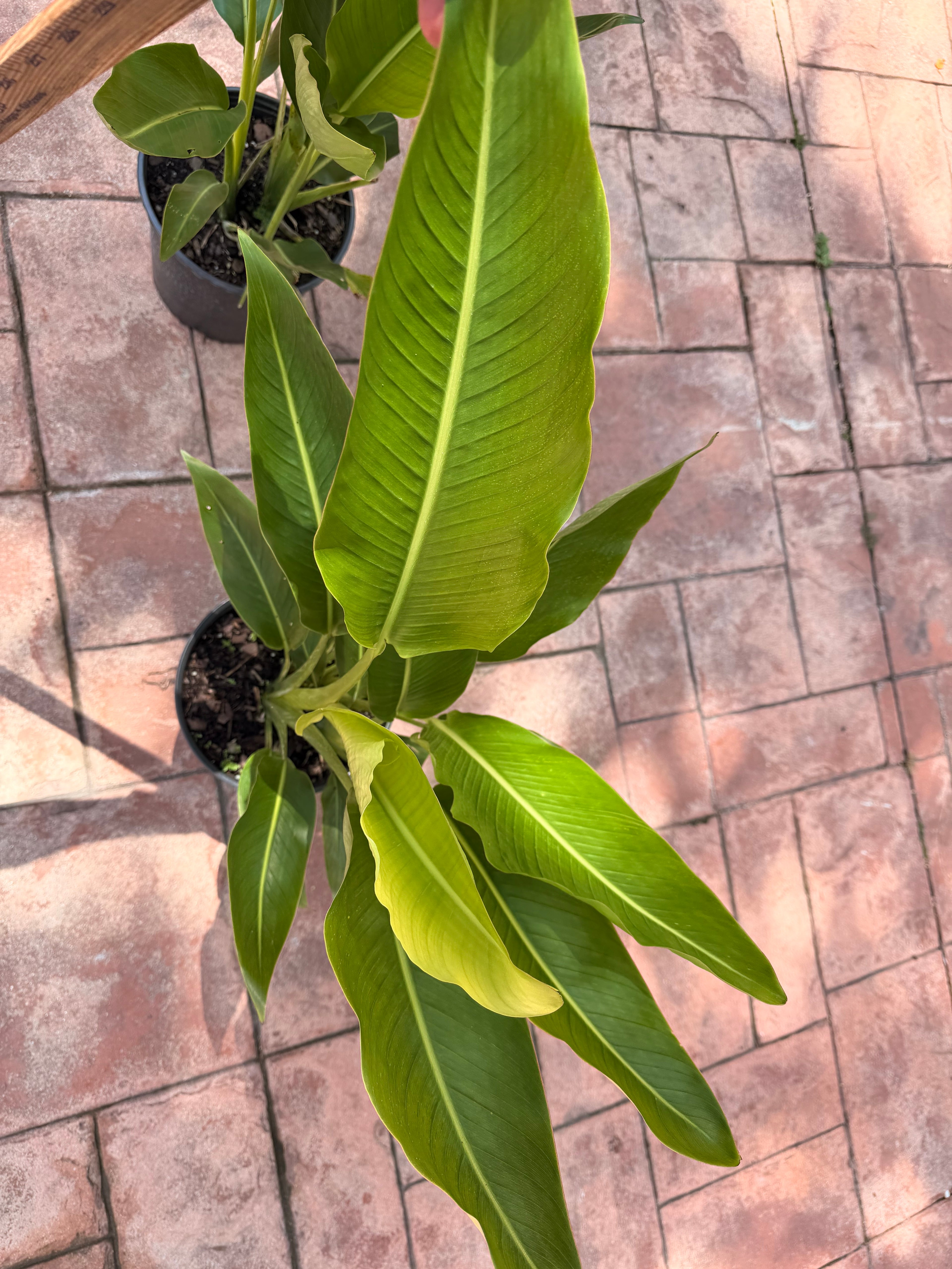 Travelers palm, 10” pot