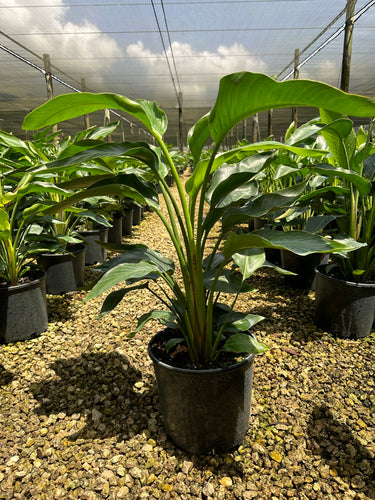 Bird of Paradise, 10” pot 4 plants per pot