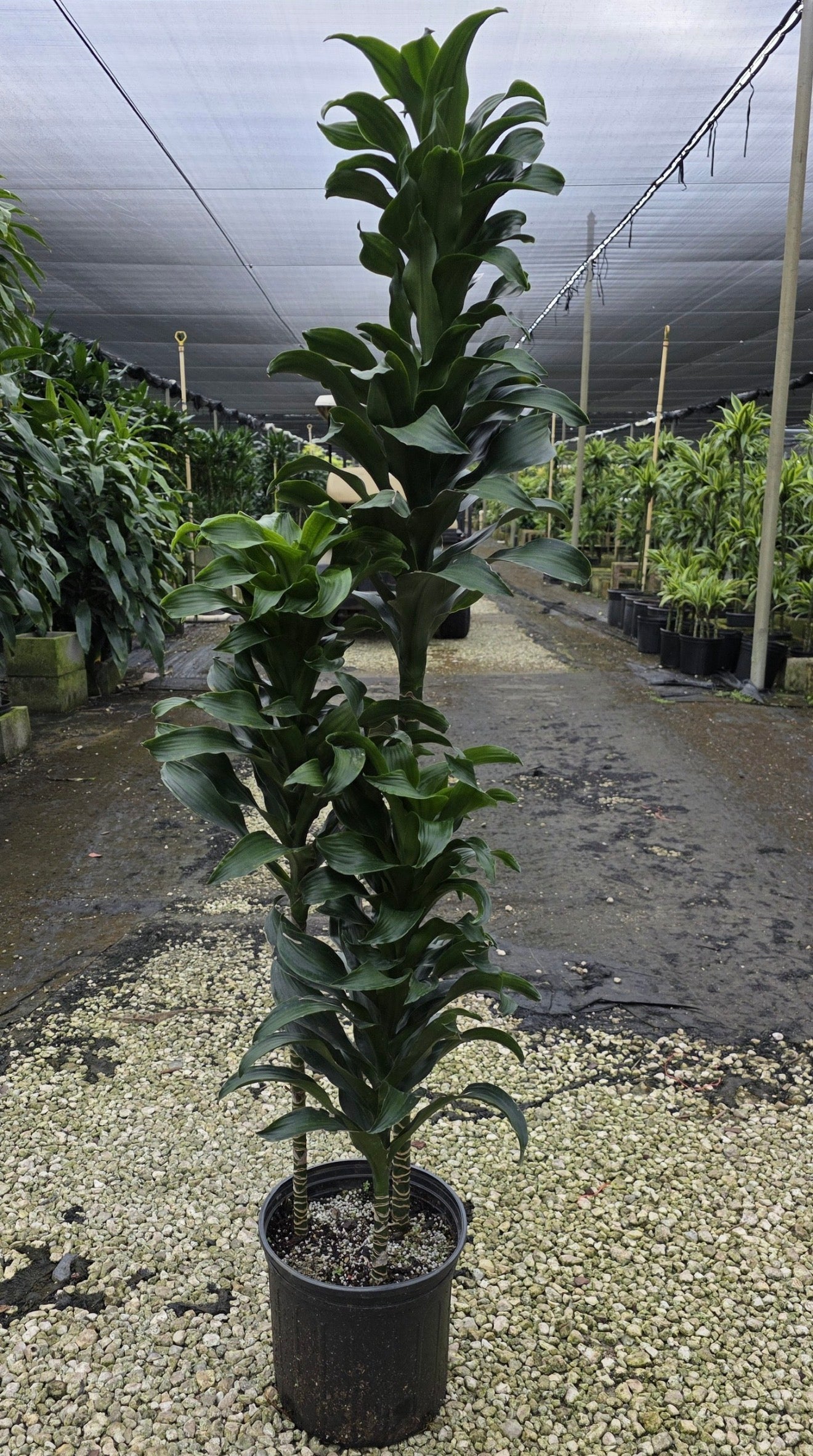 Dracaena Twister cane, 10” pot