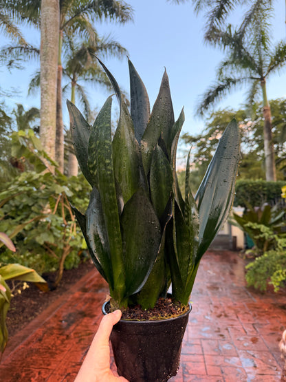Sansevieria Black Dragon, 6” pot - full pot