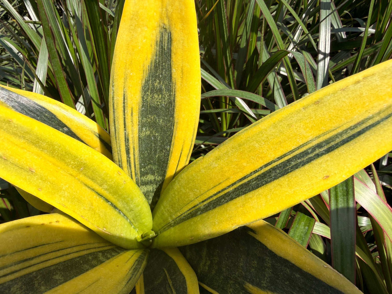 Sansevieria Golden Flame, 6” pot