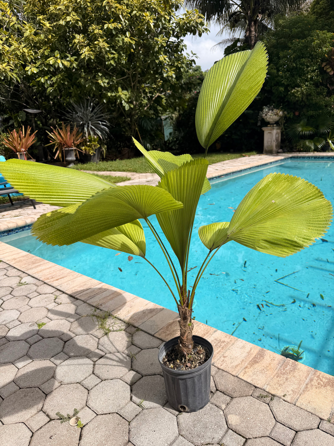 Licuala palm, 8” pot