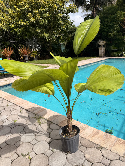 Licuala palm, 8” pot