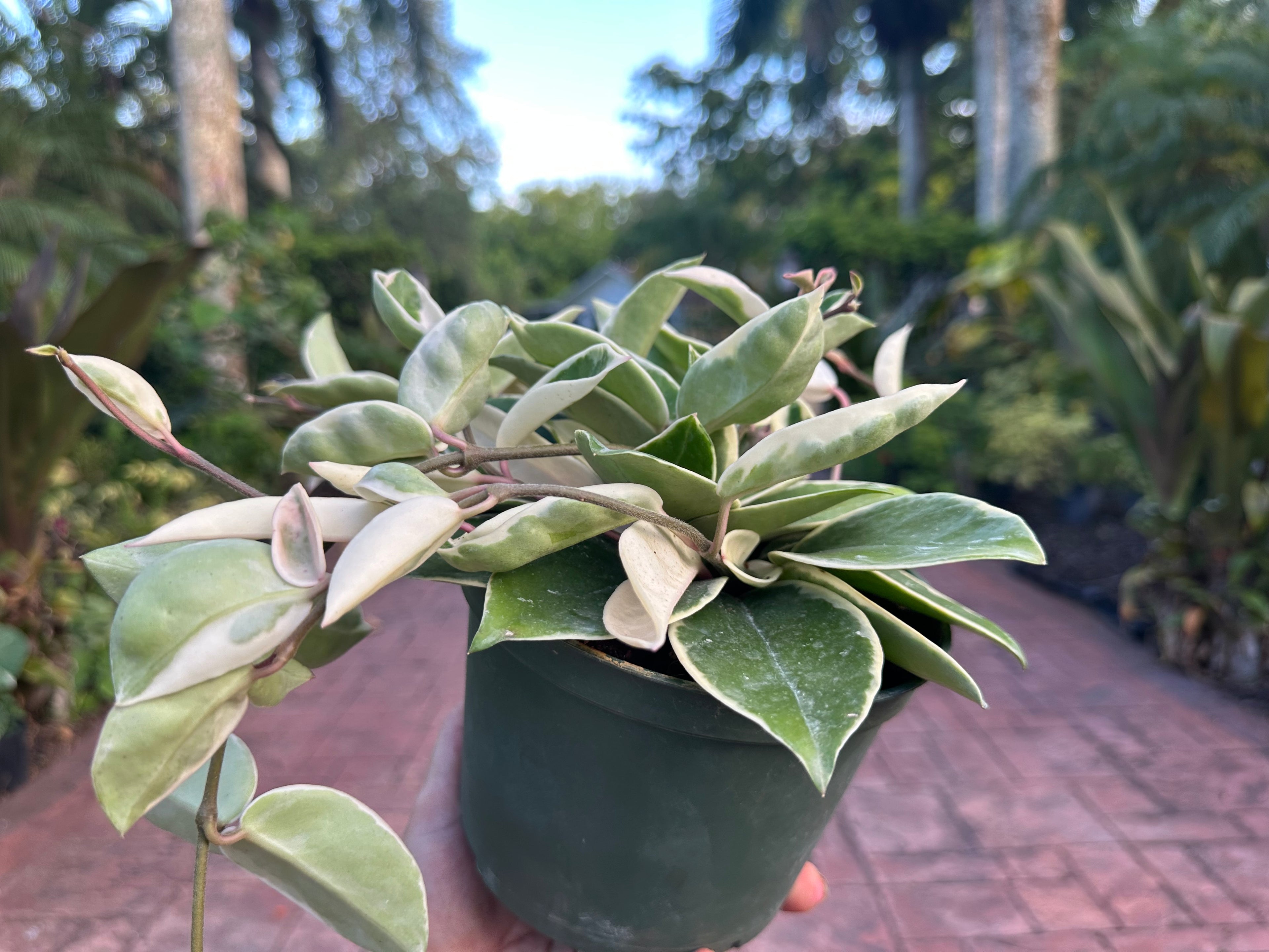 Hoya Krimson Queen, 6” pot