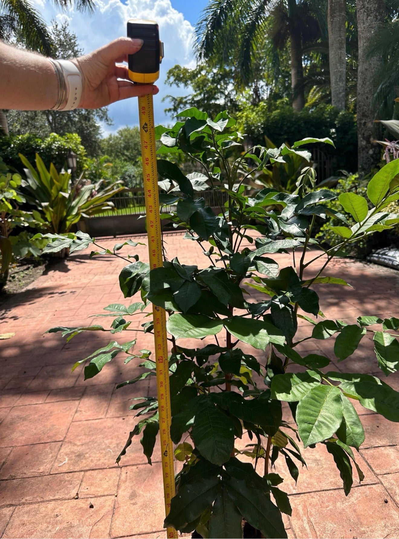 Natal Mahogany, 10” pot Tall