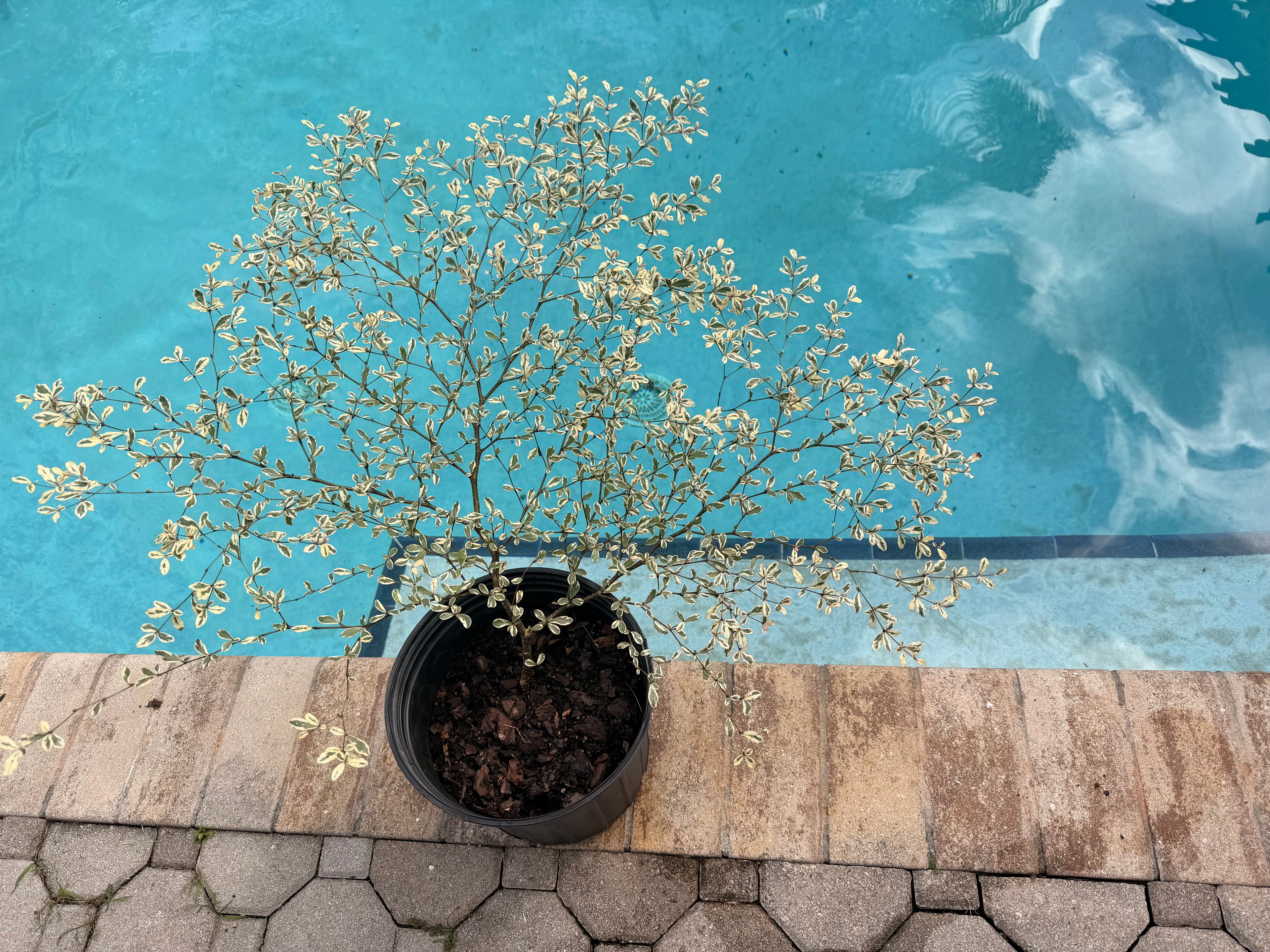 Variegated Terminalia Ivorensis, 10” pot/3G