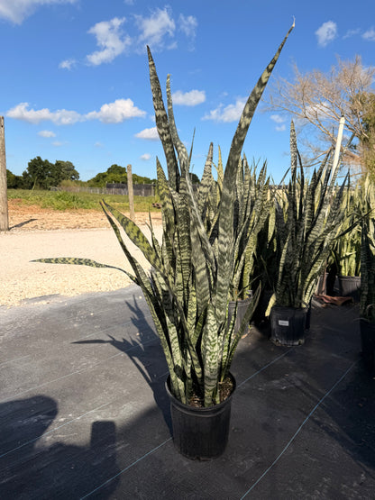 Sansevieria Wintergreen, 10” pot - Ships GROUND