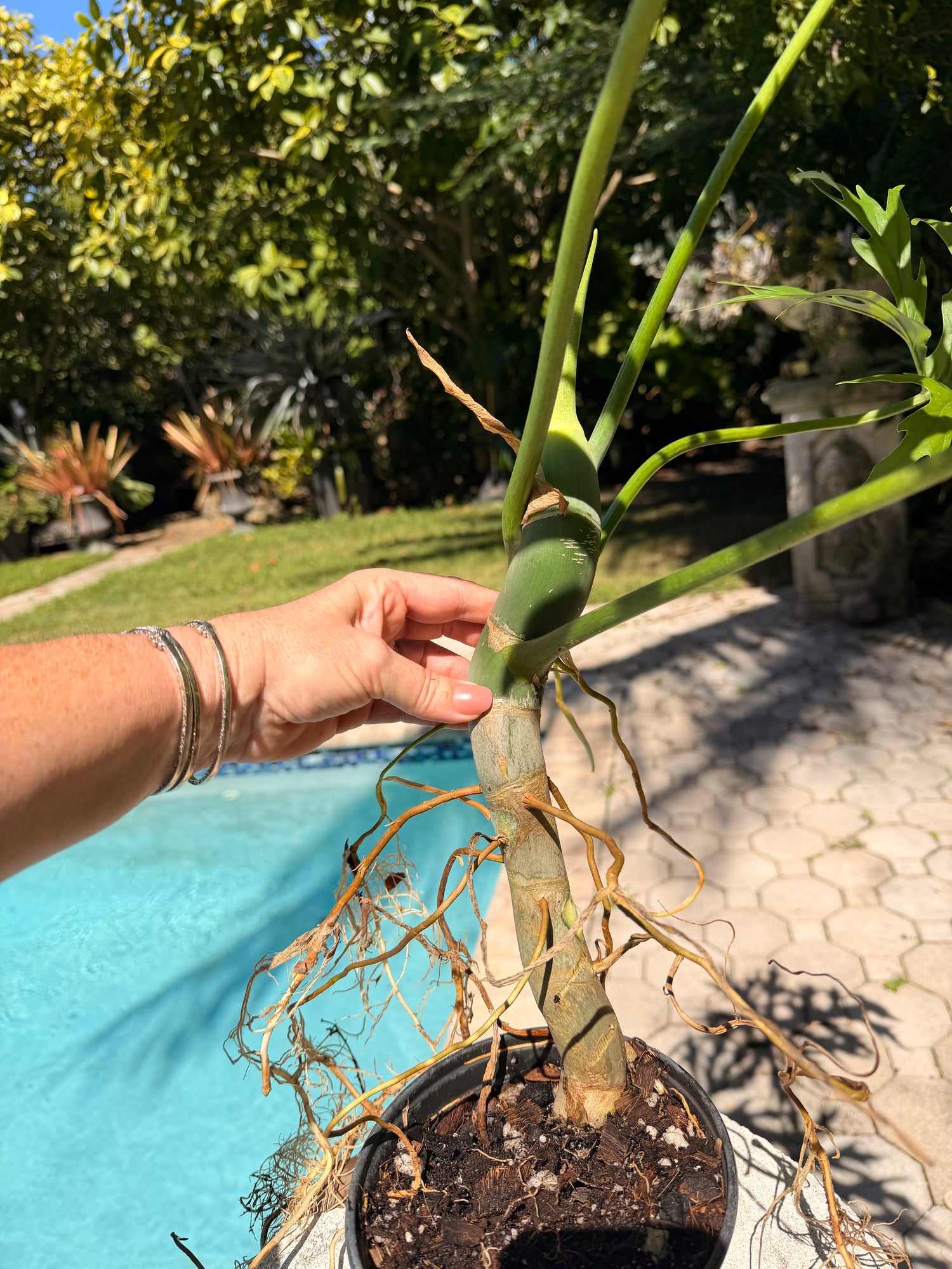 Philodendron Warscewiczii, Snowflake, 6” pot. Ready for 8” pot. Actual plant