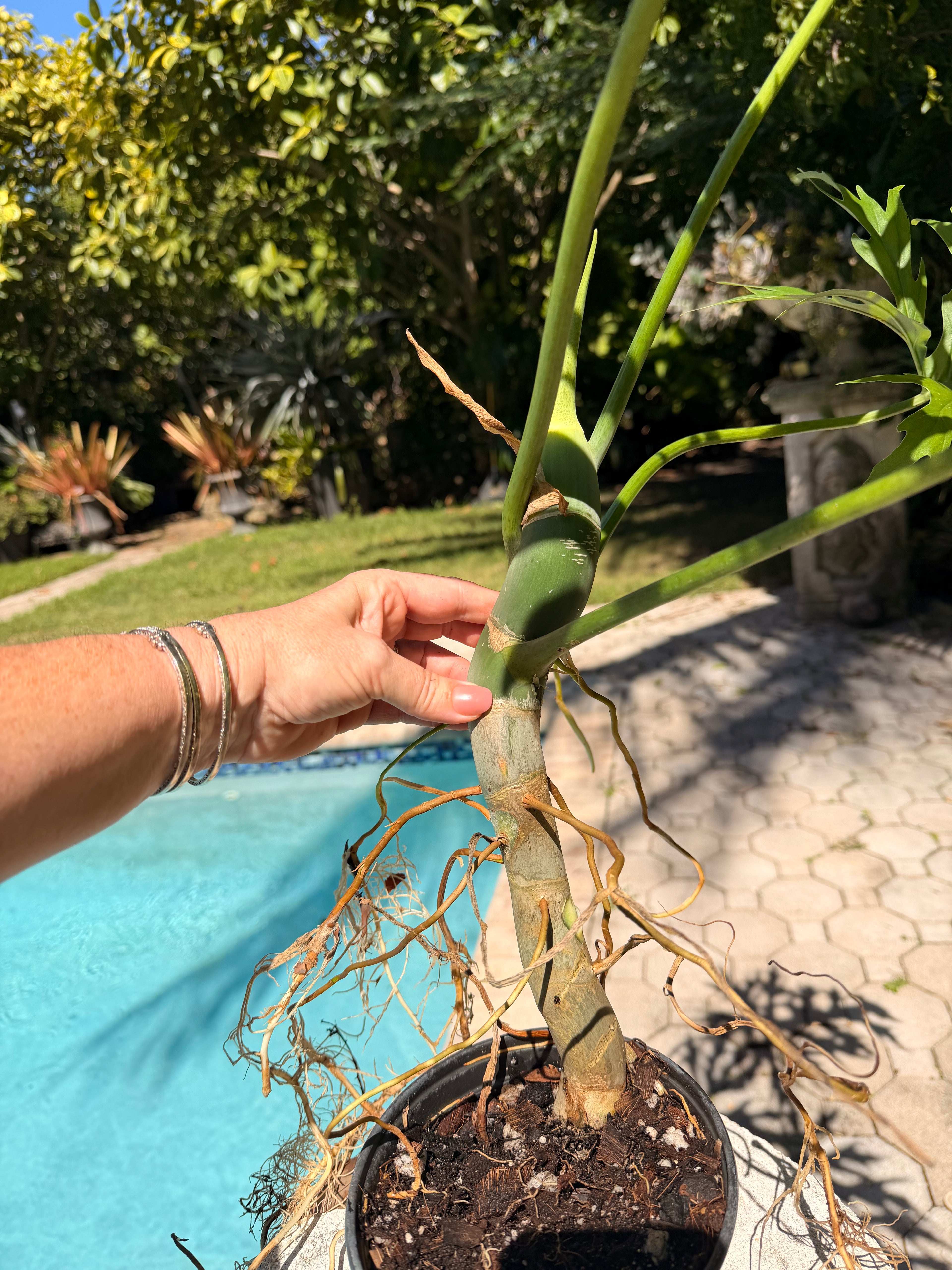 Philodendron Warscewiczii, Snowflake, 6” pot. Ready for 8” pot. Actual plant