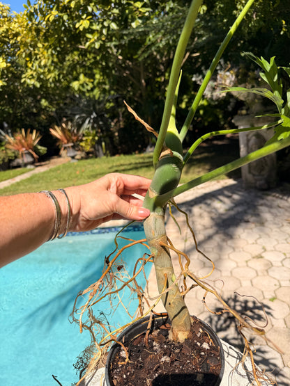 Philodendron Warscewiczii, Snowflake, 6” pot. Ready for 8” pot. Actual plant