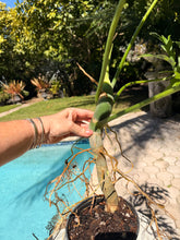 Load image into Gallery viewer, Philodendron Warscewiczii, Snowflake, 6” pot. Ready for 8” pot. Actual plant