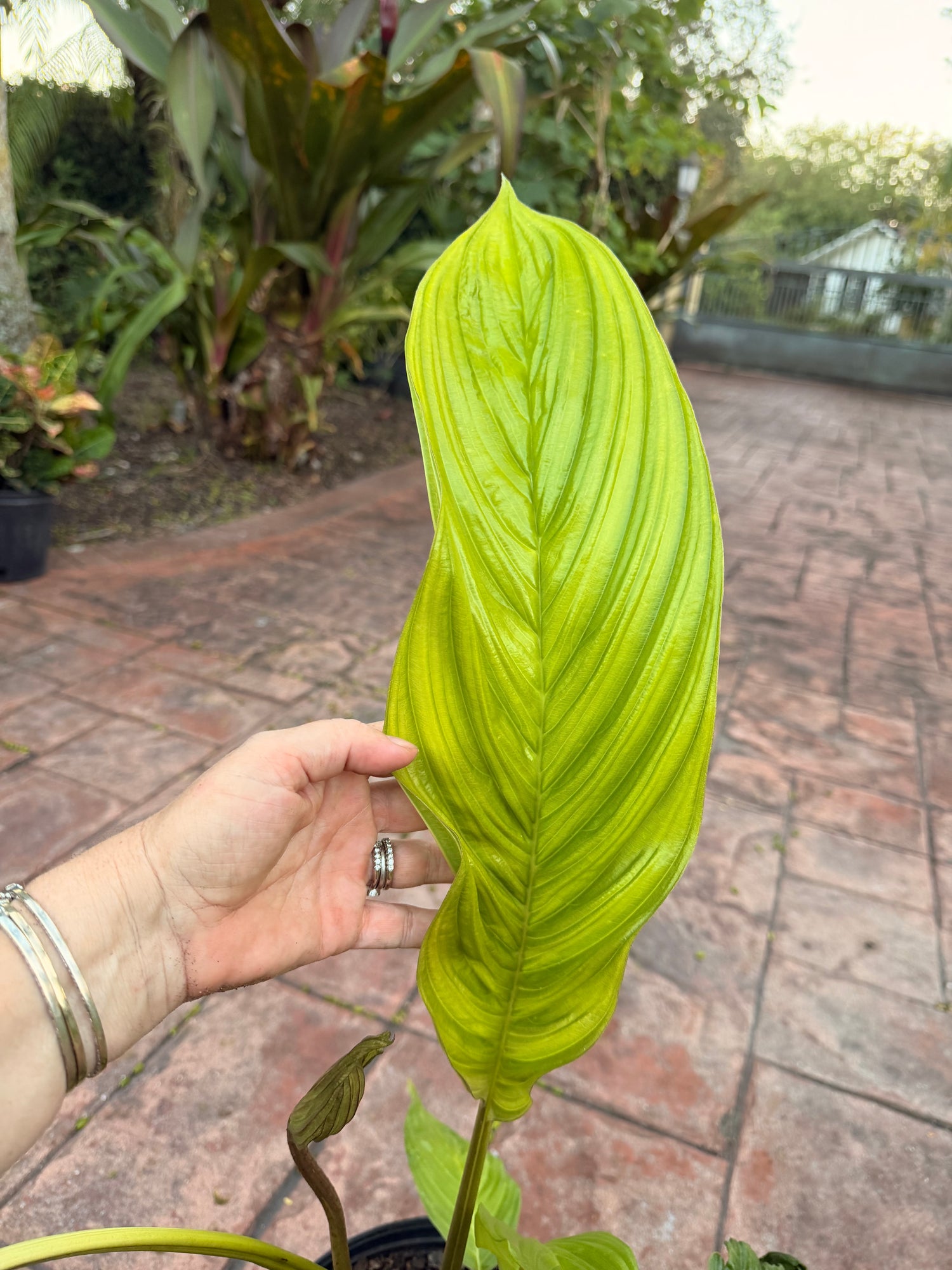 White Tacca Bat plant, 10” pot. Tacca chantieri - Will ship with a bud.