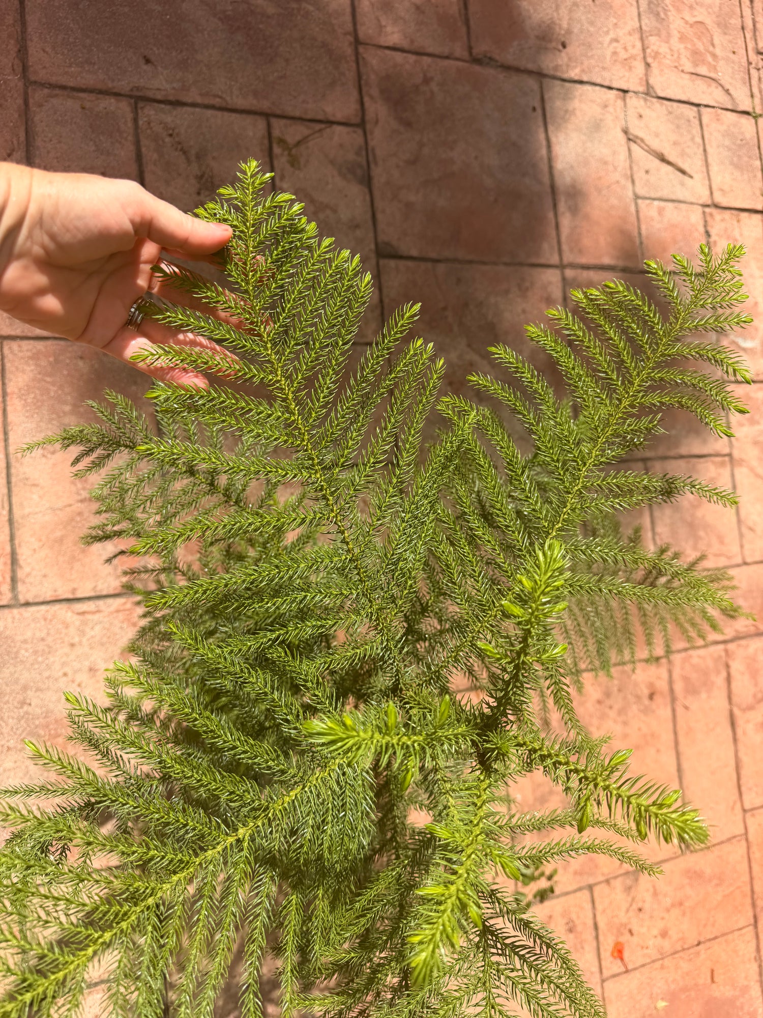Norfolk Island Pine, 1 g pot