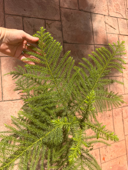 Norfolk Island Pine, 1 g pot