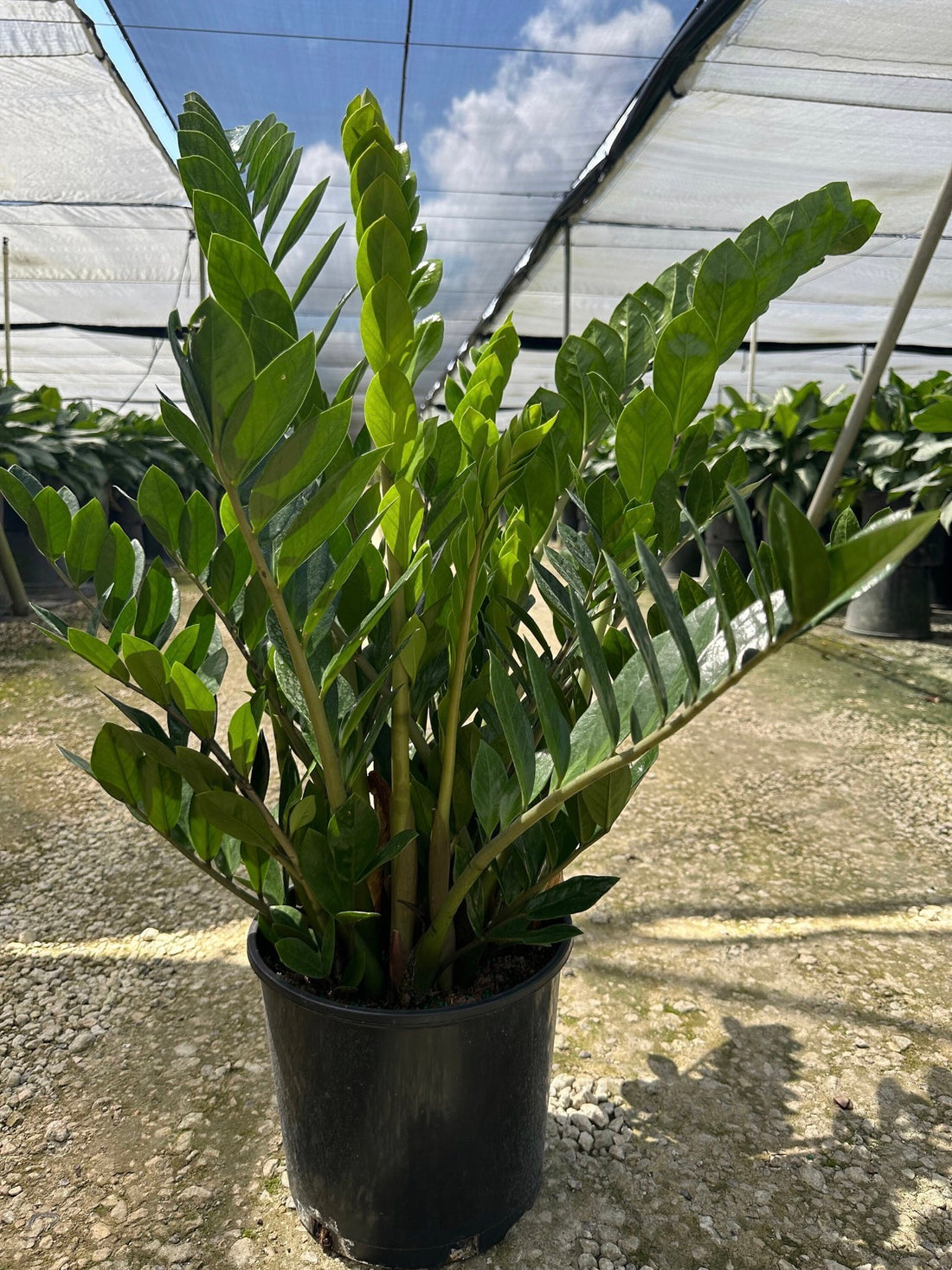 ZZ plant - Zamioculcas zamiifolia, 10” pot