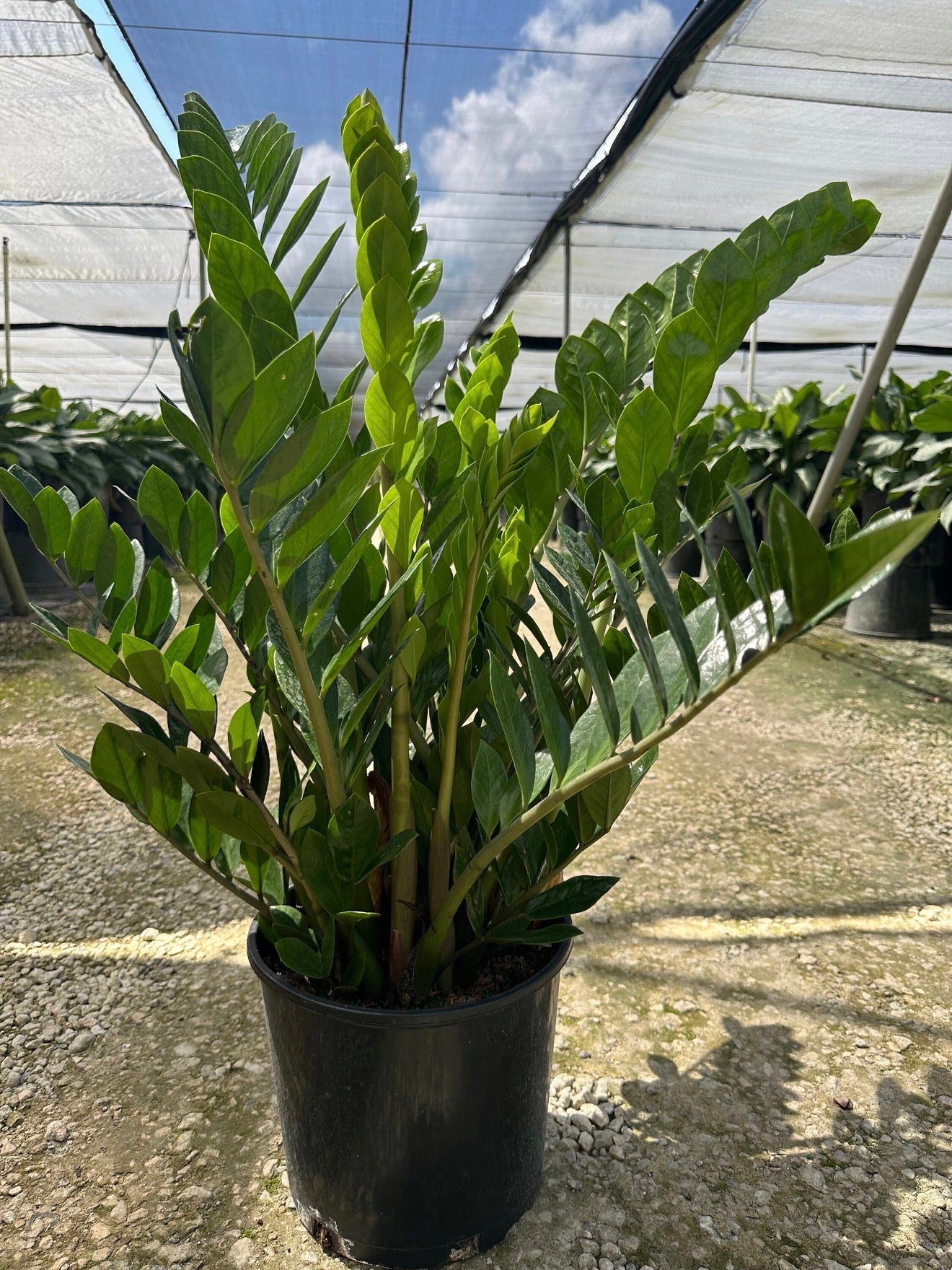 ZZ plant - Zamioculcas zamiifolia, 10” pot