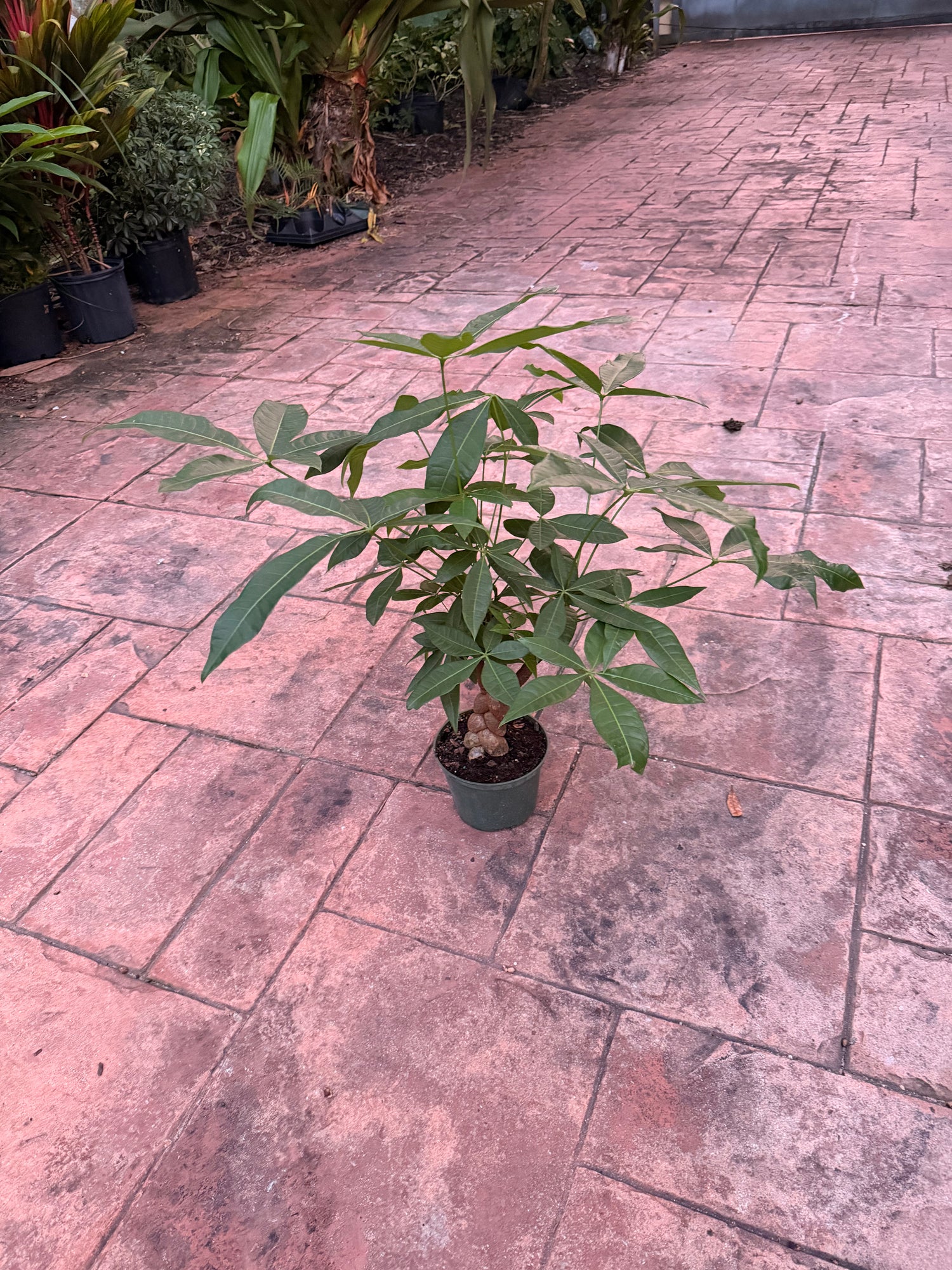 Money tree, Jumbo braid, 6” pot