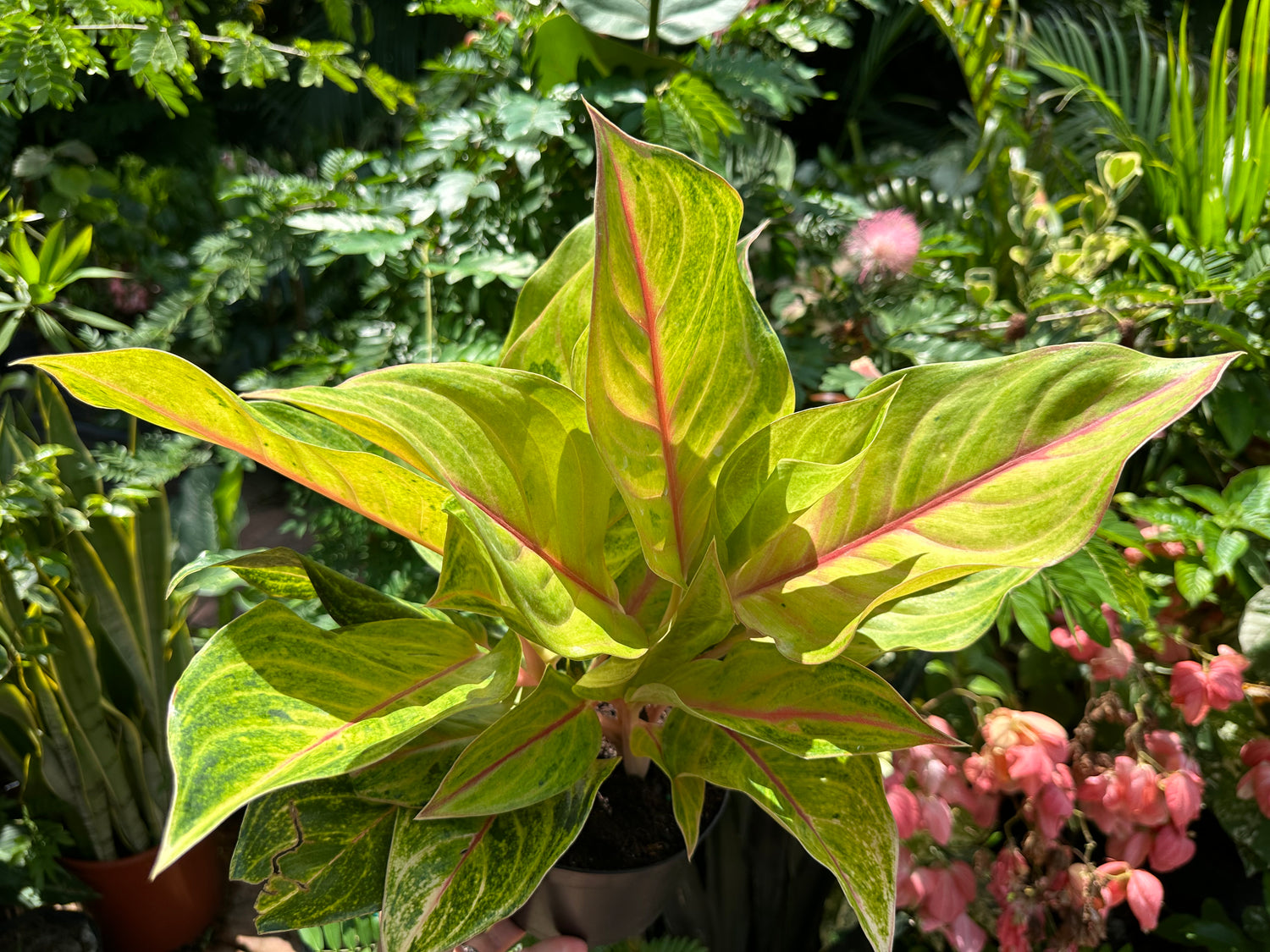 aglaonema golden flourite Aglaonema Golden Flourite, 6” pot – Green Millennium