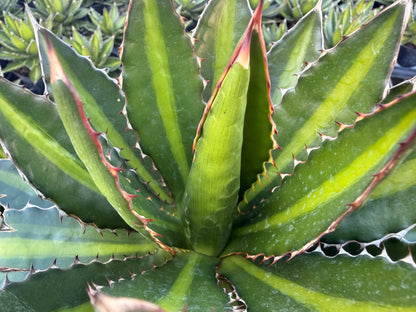 Agave Lophantha