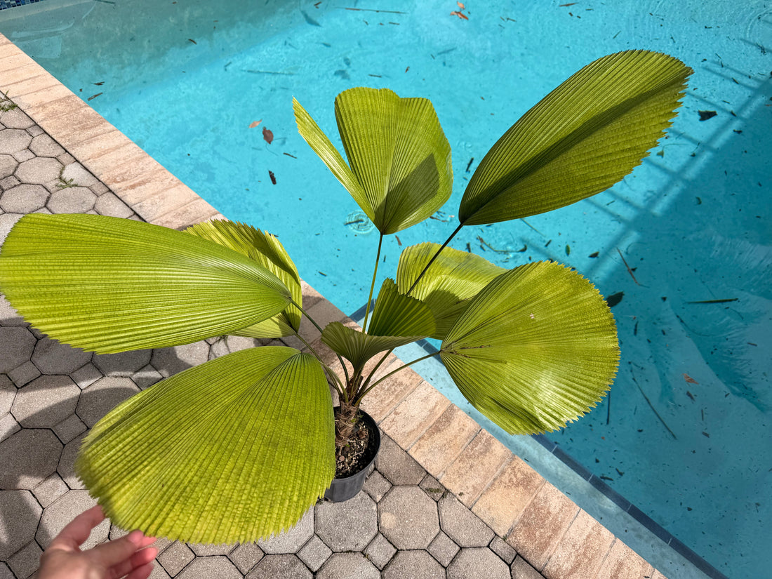 Licuala palm, 8” pot