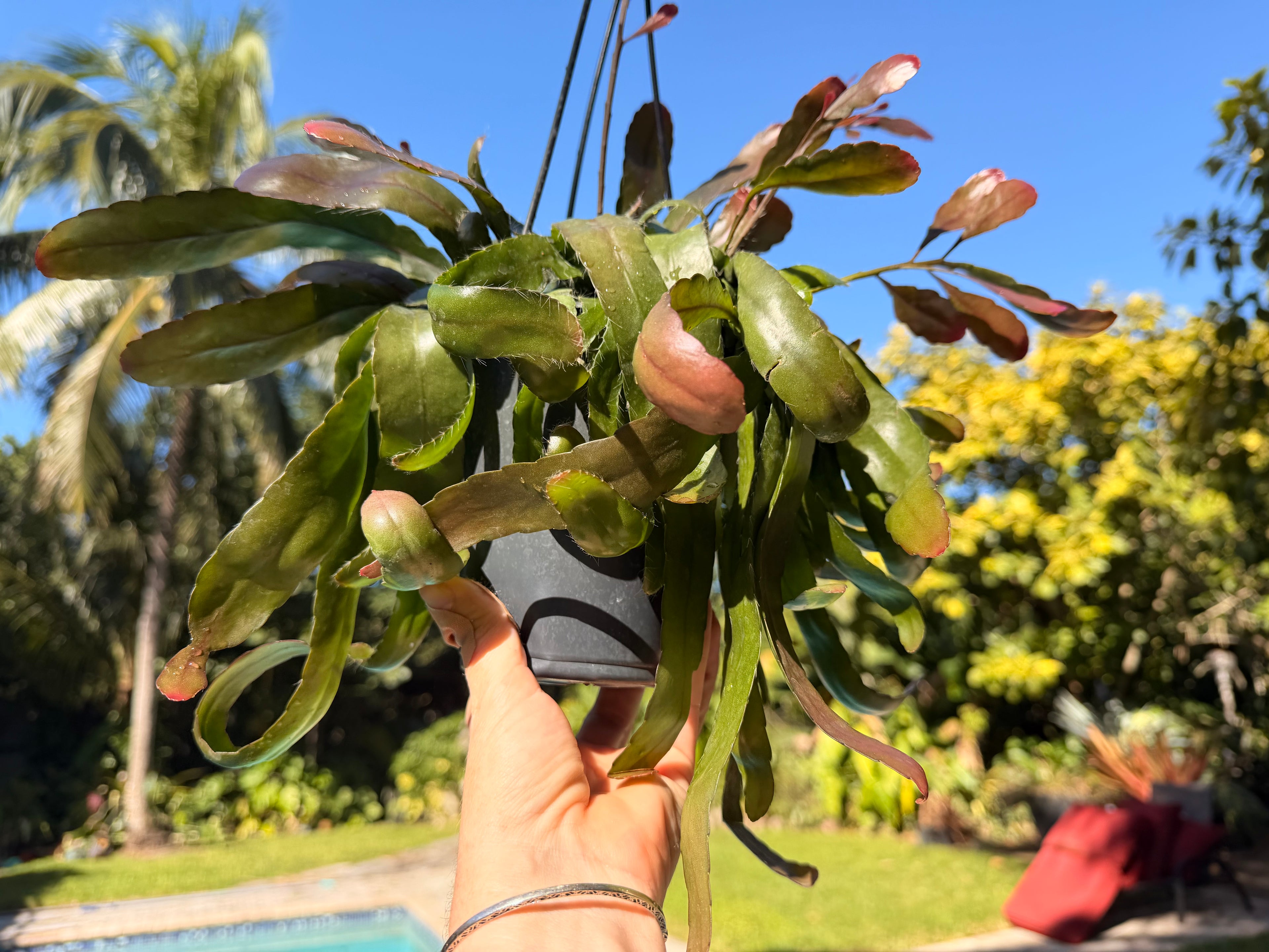 Rhipsalis Ramulosa, 5” pot